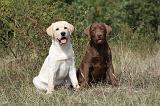 LABRADOR 096